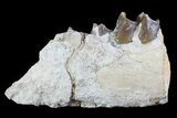Hyracodon (Running Rhino) Jaw Section - South Dakota #80153-1